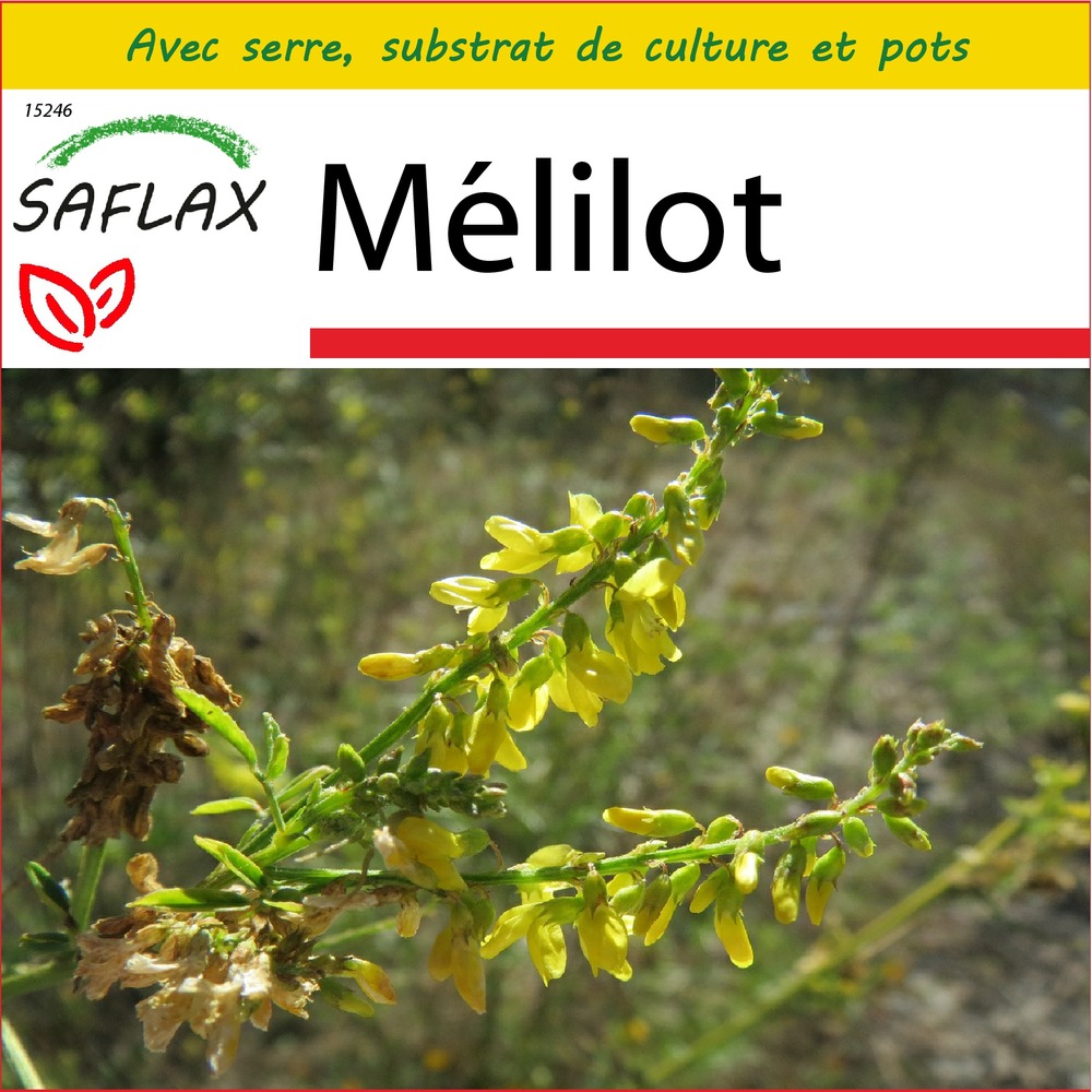 Ensemble de culture - mélilot - 250 graines - melilotus officinalis