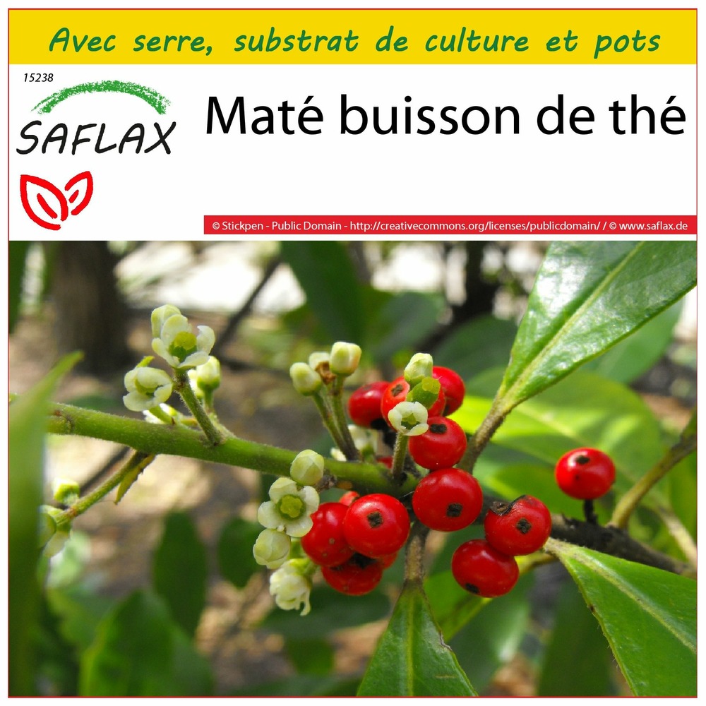 Ensemble de culture - maté buisson de thé - 10 graines - ilex paraguariensis