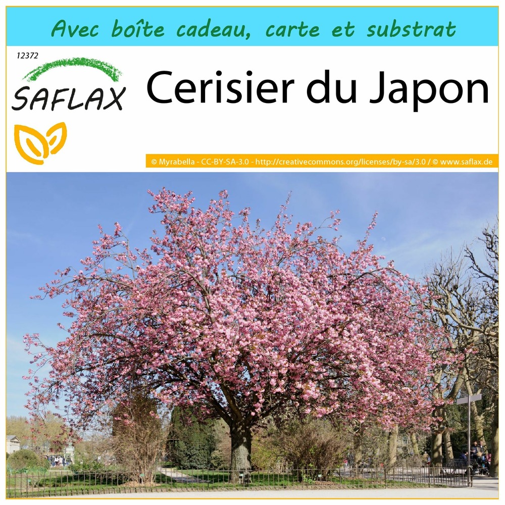 Ensemble-cadeau - cerisier du japon - 30 graines - prunus serrulata