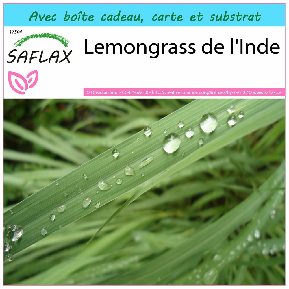 Ensemble-cadeau - lemongrass de l'inde - 50 graines - cymbopogon flexosus