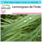 Kit cadeau - lemongrass de l'inde - 50 graines  - cymbopogon flexosus