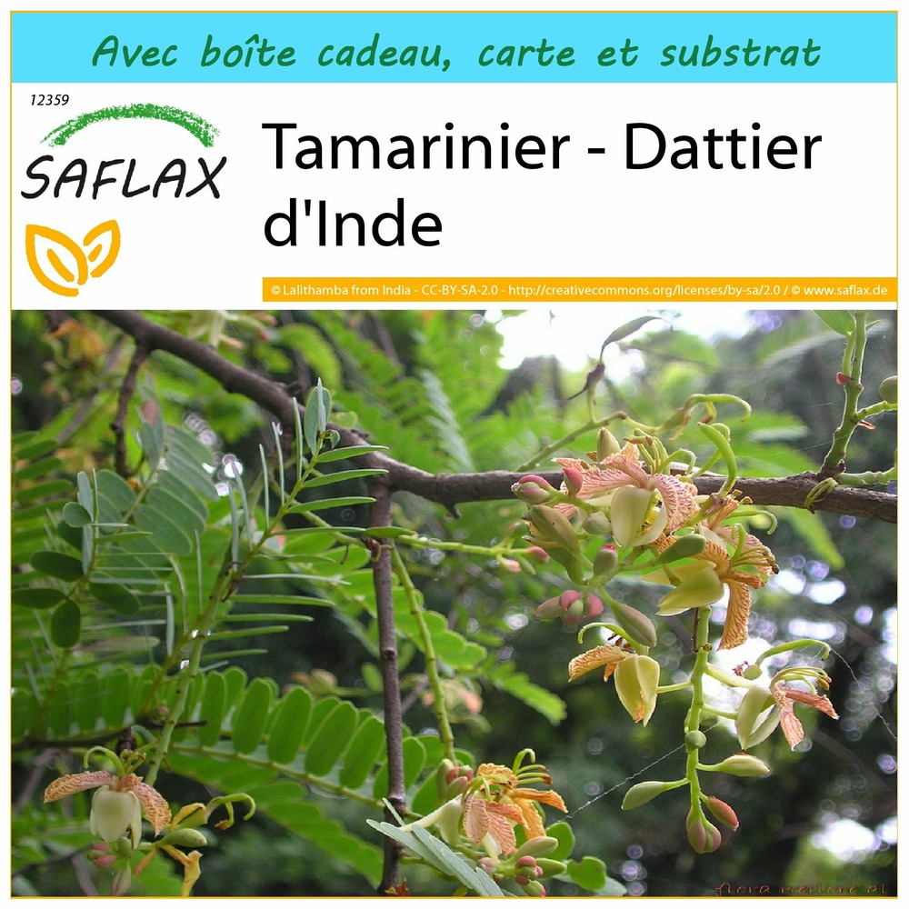 Ensemble-cadeau - tamarinier - dattier d'inde - 4 graines - tamarindus indica