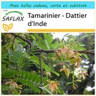 Kit cadeau - tamarinier - dattier d'inde - 4 graines  - tamarindus indica