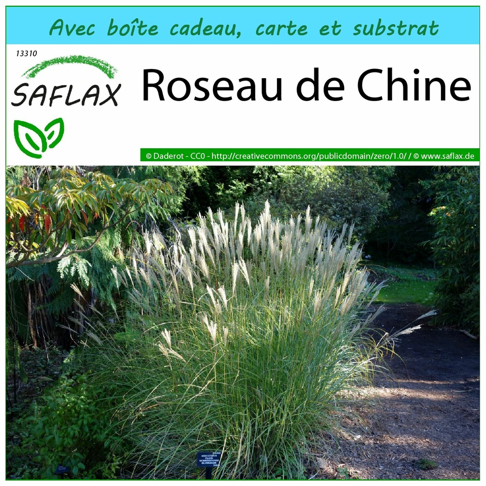 Ensemble-cadeau - roseau de chine - 200 graines - miscanthus sinensis