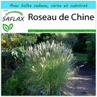 Kit cadeau - roseau de chine - 200 graines  - miscanthus sinensis