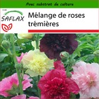 Mélange de roses trémières - 100 graines - avec substrat - alcea rosea