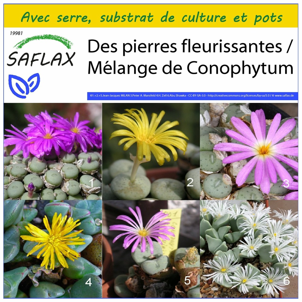 Ensemble de culture - des pierres fleurissantes / mélange de conophytum - 40 graines - conophytum mix
