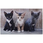 Tapis chats 76 x 46 cm : le choix idéal