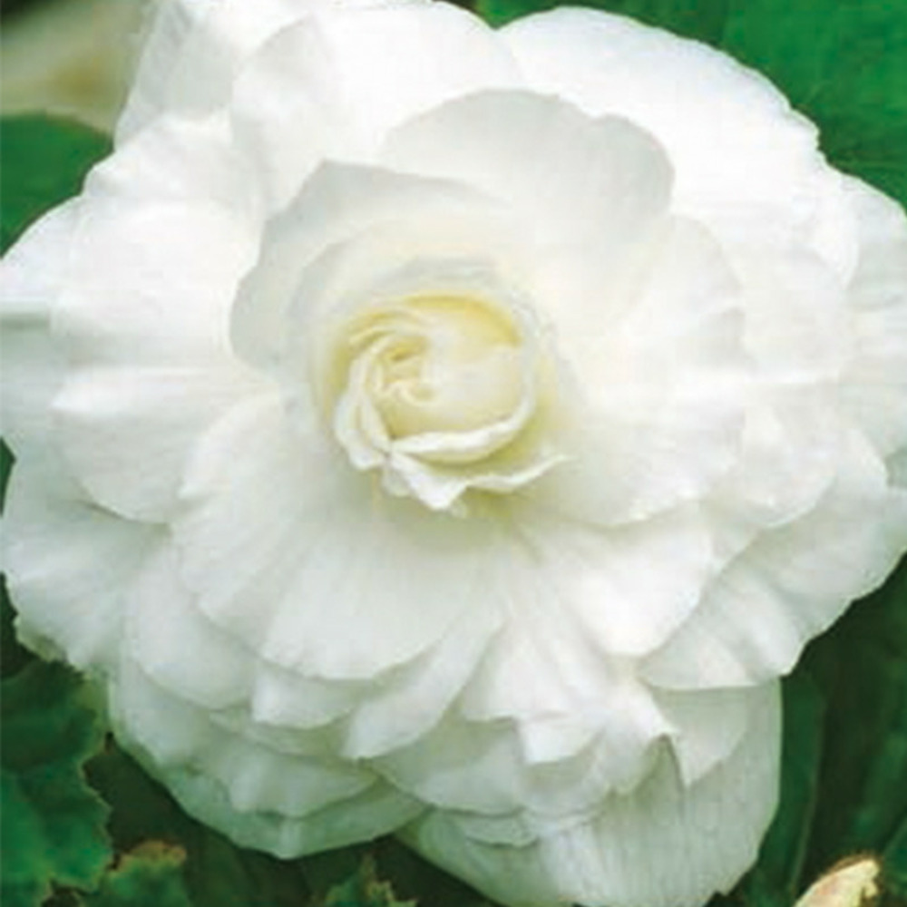5 Bégonias doubles blancs main image 1