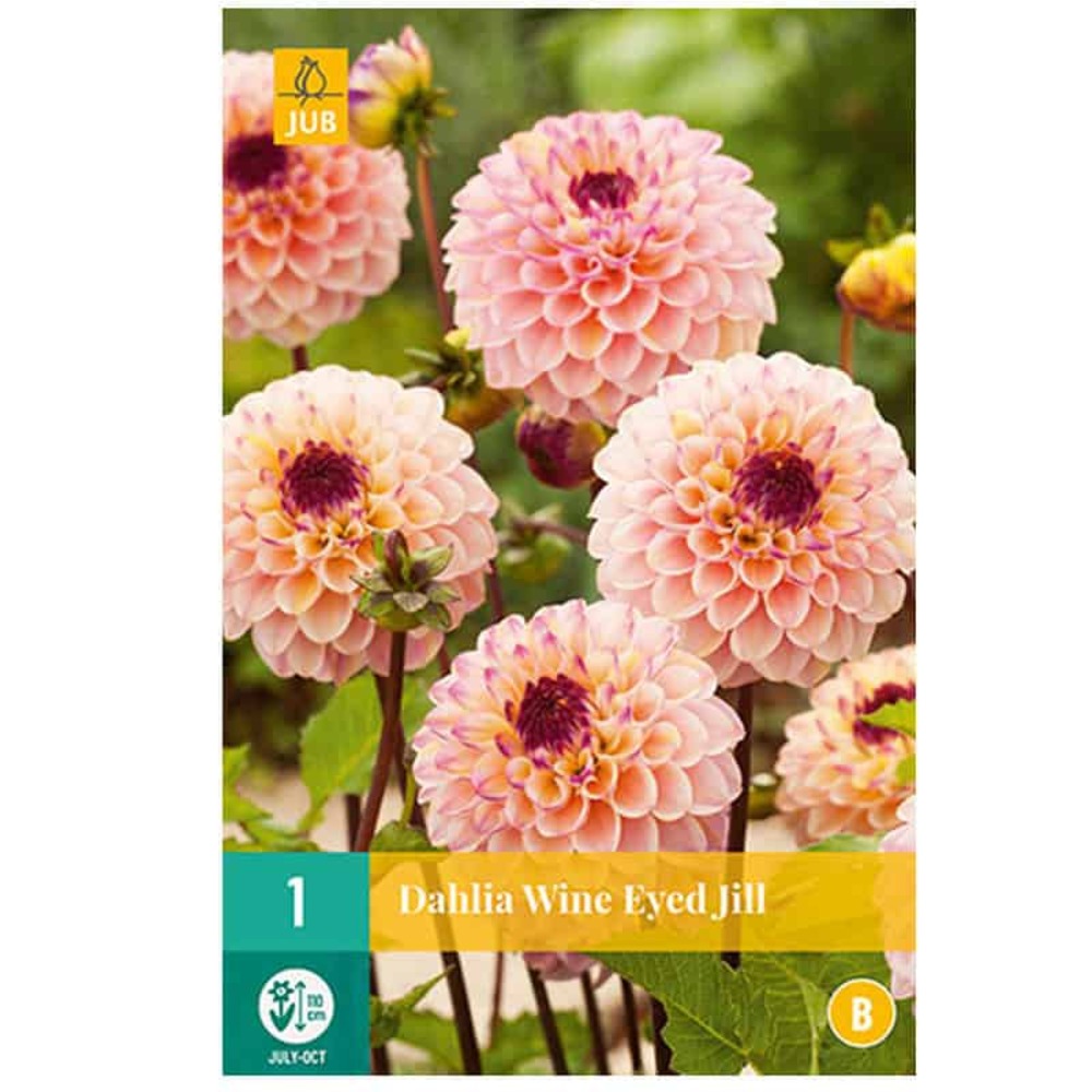 1 dahlia wine eyed jill Truffaut