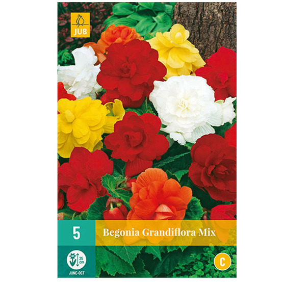Mélange de 3 begonias grandiflora multicolore