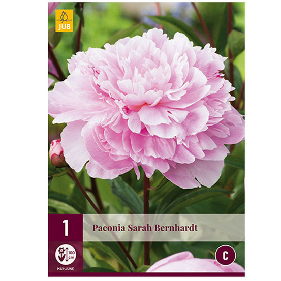 1 pivoine sarah bernhardt rose