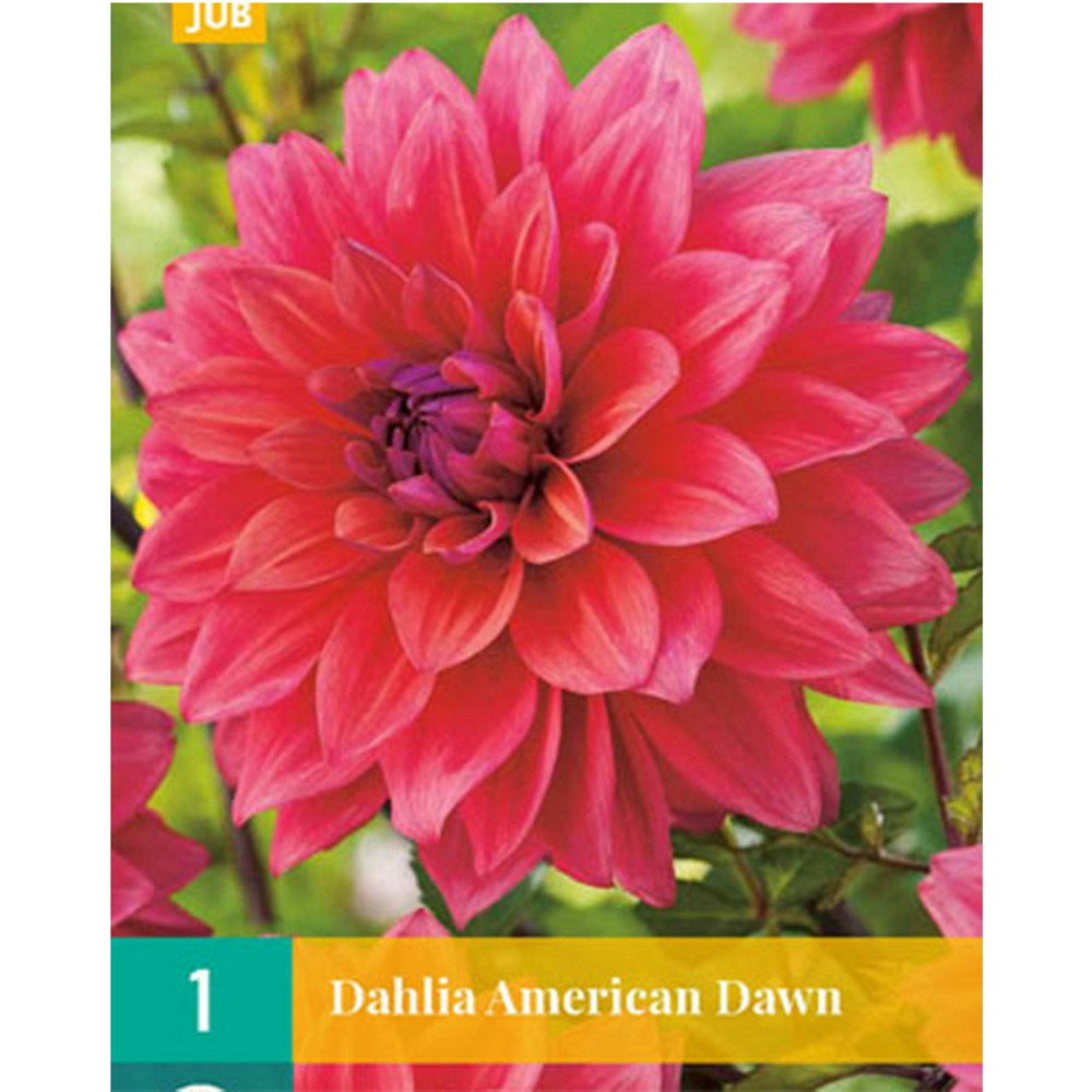 1 dahlia american dawn Truffaut