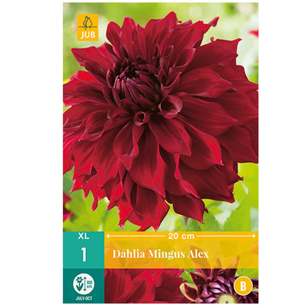 1 dahlia mingus alex | Truffaut