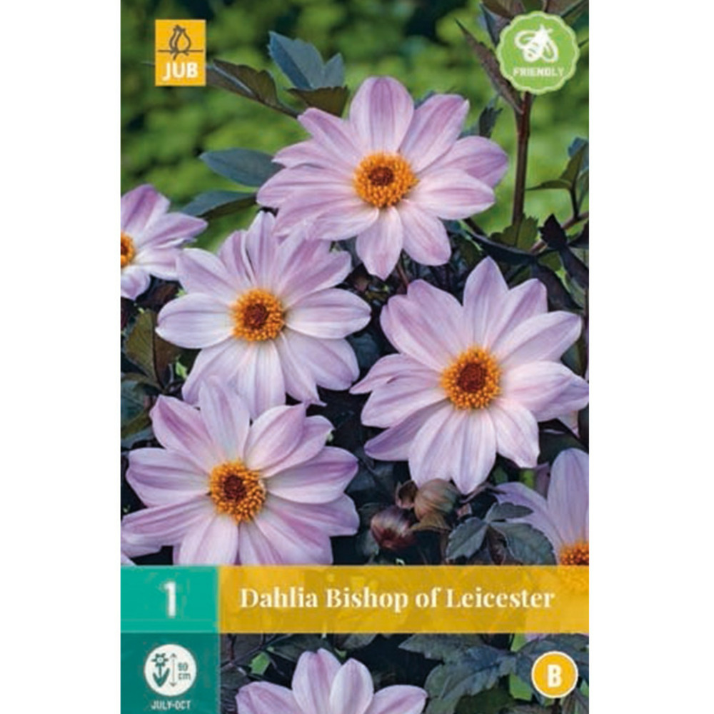 1 dahlia of leicester Truffaut