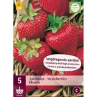 5 racines de fraisiers elsanta