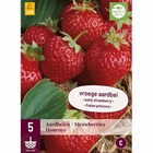 5 racines de fraisiers honeoye