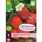 5 racines de fraisiers ostara