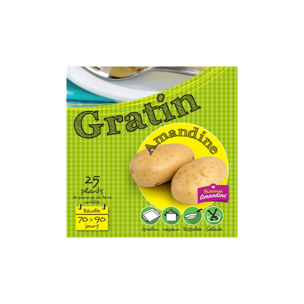 Amandine 25 plants de pomme de terre