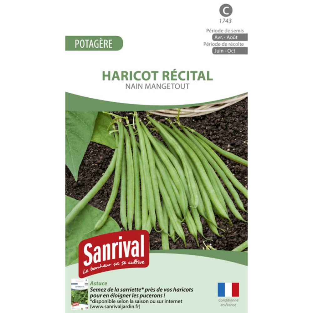 Graines haricot nain mangetout casdantel