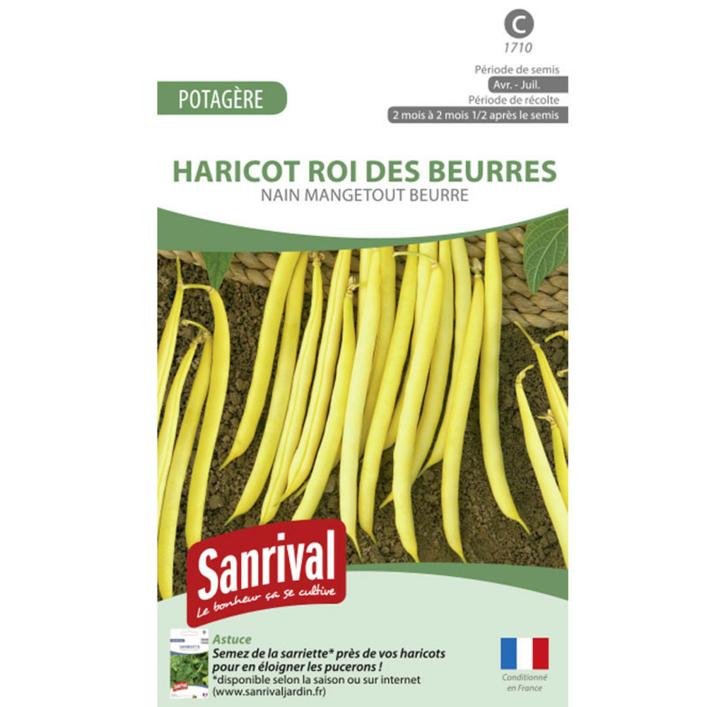 Graines haricot nain roi des beurres