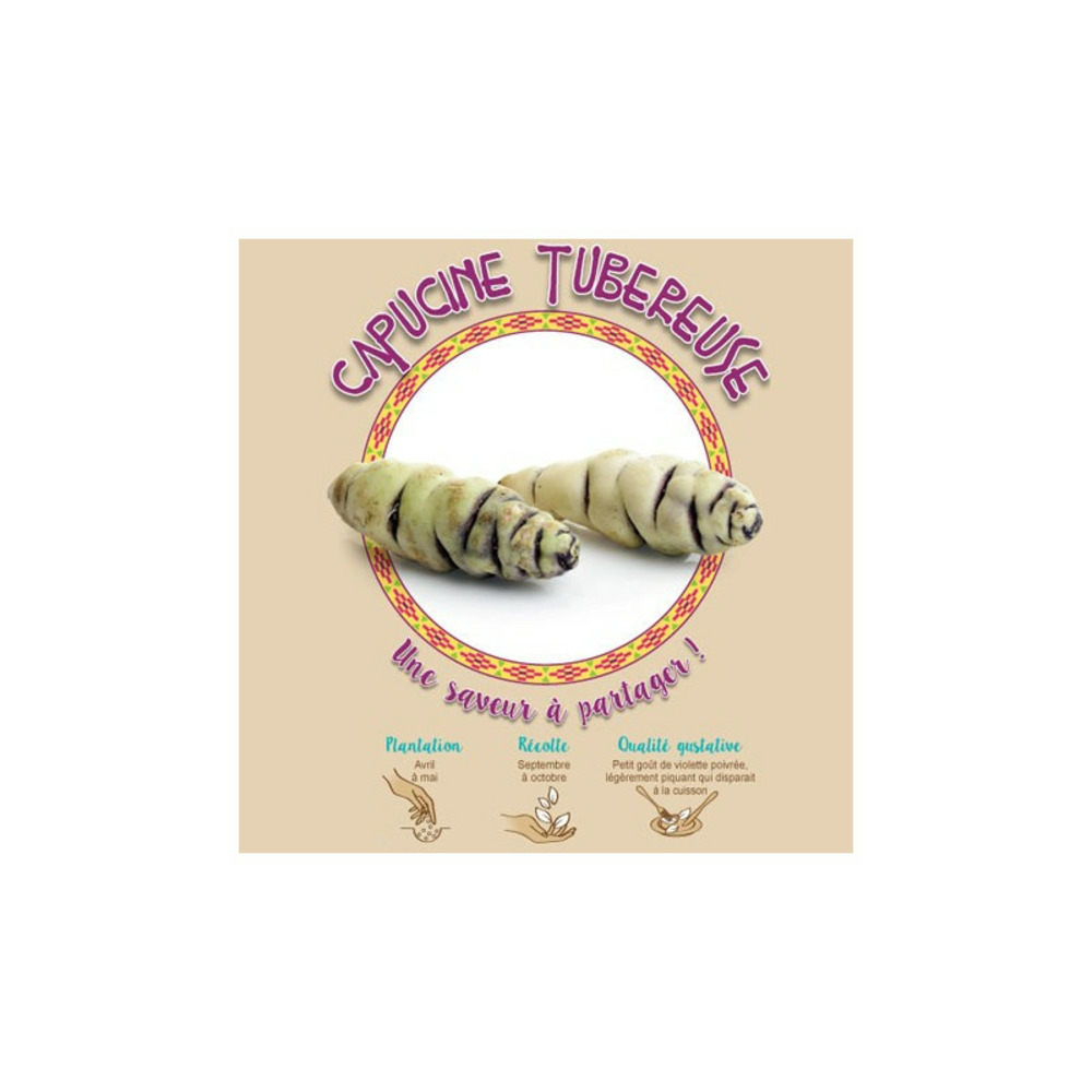 Capucine tubéreuse 3 plants à planter