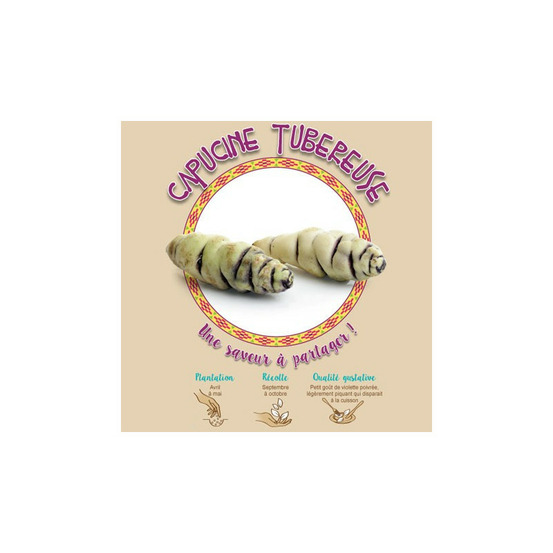 Capucine tubéreuse 3 plants à planter