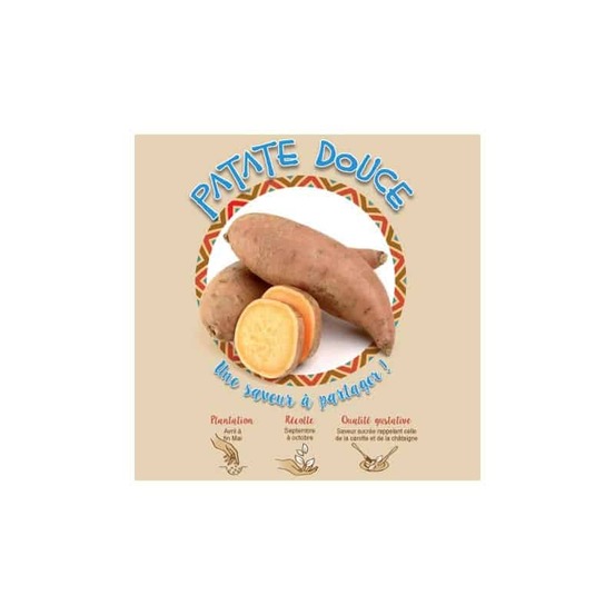 Patate douce 1 plant à planter