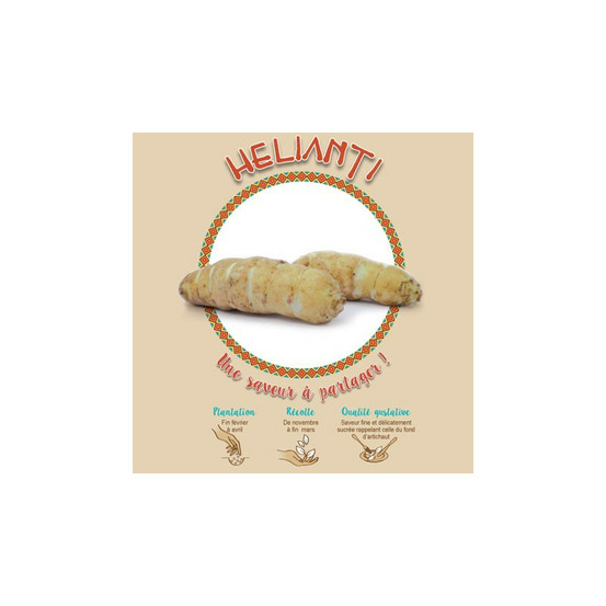 Hélianthi 5 plants à planter