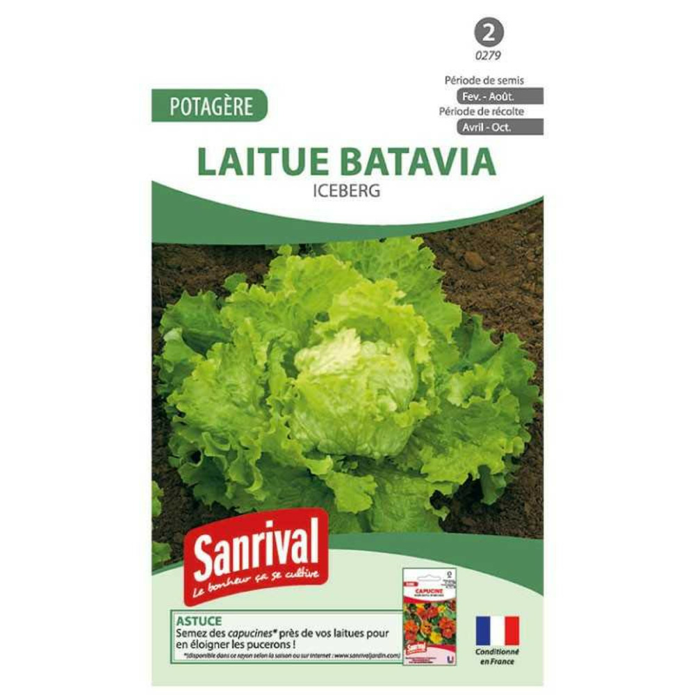Graines de laitue batavia iceberg