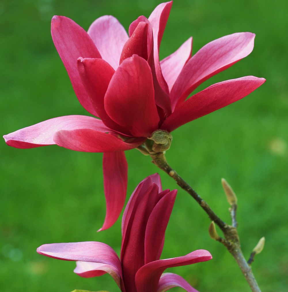 Magnolia 'burgundy star jurmag4 ' pot de 4l/5l