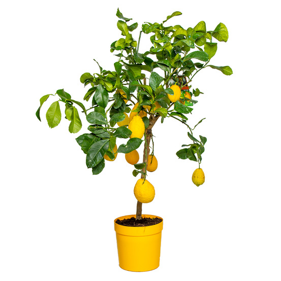 Citrus limon - citronnier - arbre fruitier - citrus - 60-80 cm de haut - pot 21 cm