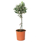 Olea europaea - olivier sur tronc - arbre - rustique – ⌀14 cm - ↕40-50 cm