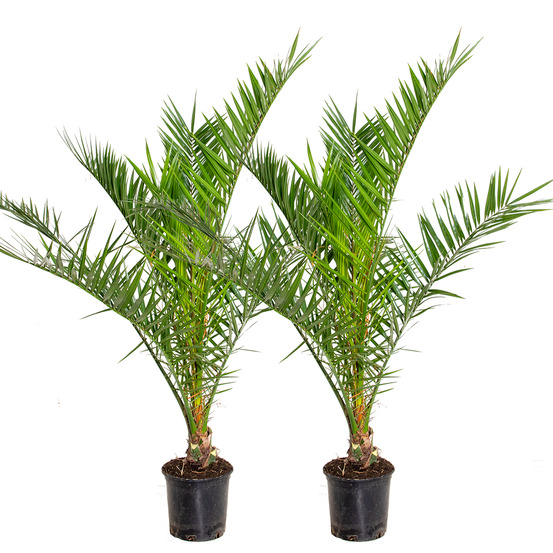 Lot de 2 - phoenix canariensis - palmier des canaries - 80-100 cm de haut - pot 19 cm