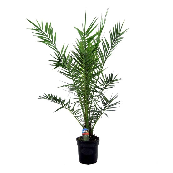 Phoenix canariensis - palmier dattier des canaries - 100-120 cm de haut - pot 21 cm