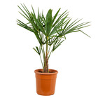 Trachycarpus fortunei - palmier chinois - palmier - rustique – ⌀24 cm - ↕70-80 cm