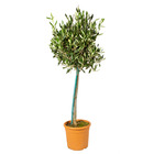 Olea europaea - olivier sur tronc - arbre - rustique – ⌀19 cm - ↕80-90 cm