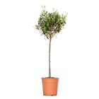 Olea europaea - olivier sur tronc - arbre méditerranéen - rustique - ⌀21 cm - ↕95-110 cm