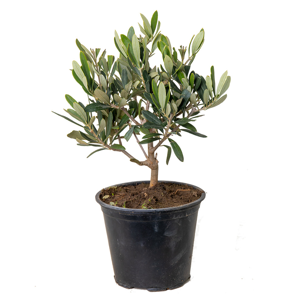 Olea europaea - olivier - arbuste d’olivier - plantes de jardin - hauteur 30-40 cm - pot 14 cm