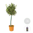 Olea europaea avec nutrition plantgrow - olivier sur tronc - arbre - rustique – ⌀19 cm - ↕80-90 cm