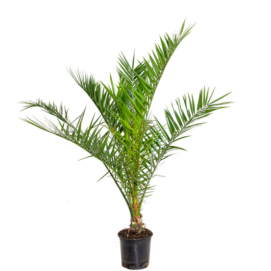 Phoenix canariensis - palmier des canaries - palmier rustique - hauteur 80-100 cm - pot 19 cm