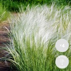 4x stipa tenuifolia 'ponytails' - herbe à plumes - graminées ornementales - rustique - ⌀13 cm - ↕20-25 cm
