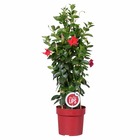 Mandevilla sundaville - jasmin du chili - plante grimante - rouge – ⌀19 cm - ↕65-75 cm