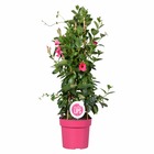 Mandevilla sundaville - jasmin du chili - plante grimpante - rose – ⌀19 cm - ↕65-75 cm