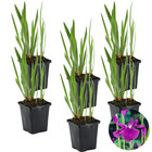 6x iris 'kaempferi' - iris japonais - plante de bassin - rustique - ⌀9 cm - ↕20-30 cm