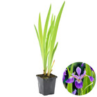 Iris 'versicolor' – iris sauvage – plante de bassin – rustique – ⌀9 cm - ↕20-30 cm