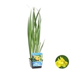 Iris pseudacorus – iris jaune – plante de bassin – faible entretien – zone 2-3 – ⌀18cm - ↕25-35cm
