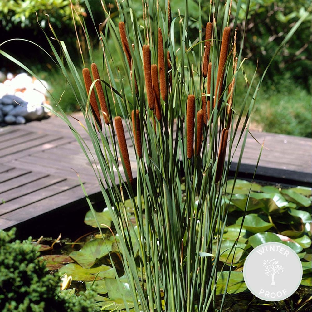Typha latifolia - grand massette - cigare des marais - 15-25 cm de haut - pot 9 cm