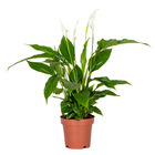 Spathiphyllum 'torelli' - peace lily - plante d'intérieur - purificateur d'air – ⌀12 cm - ↕35-45 cm