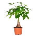 Pachira aquatica - money tree - plante d'intérieur - peu d'entretien – ⌀12 cm - ↕25-35 cm